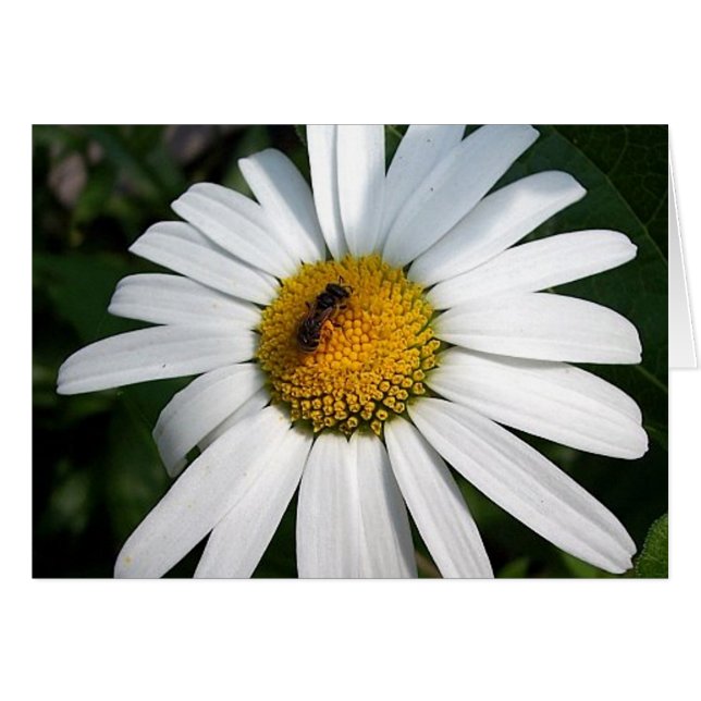 Bee Happy Daisy Card (Anverso (Horizontal))
