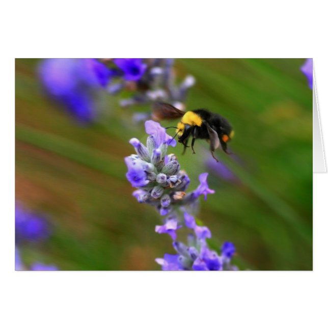 Bee in Lavender (Anverso (Horizontal))