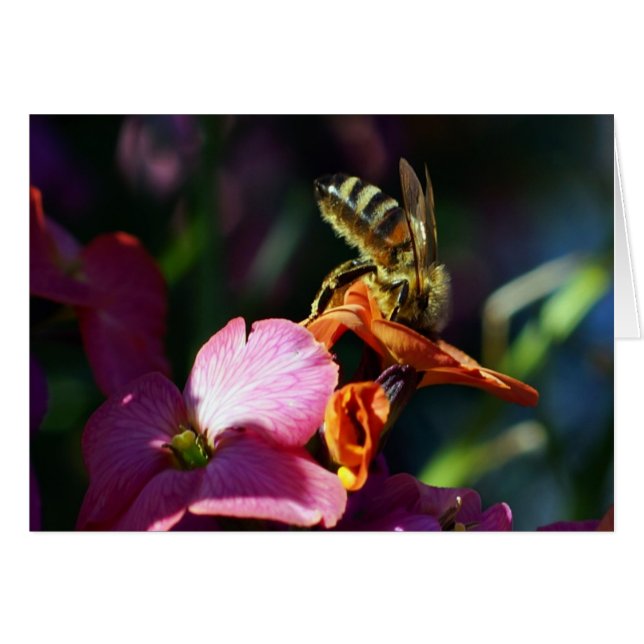 ¡Bee-ing Busy! (Anverso (Horizontal))