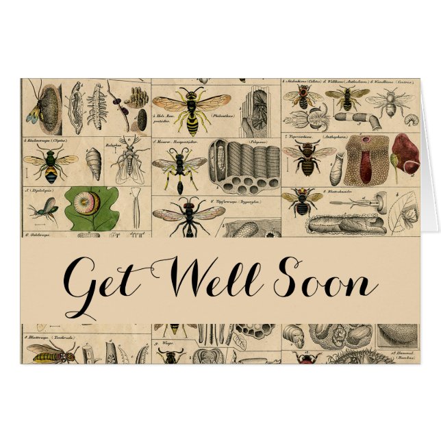 Bee Insect Bug Wasp Naturaleza Abejas Pintura (Anverso (Horizontal))