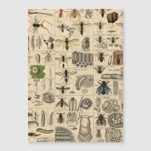 Bee Insect Bug Wasp Naturaleza Abejas Pintura (Anverso)