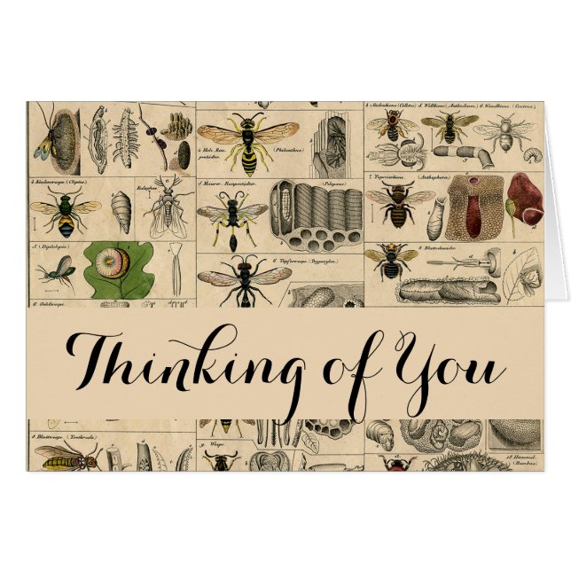 Bee Insect Bug Wasp Naturaleza Abejas Pintura (Anverso (Horizontal))