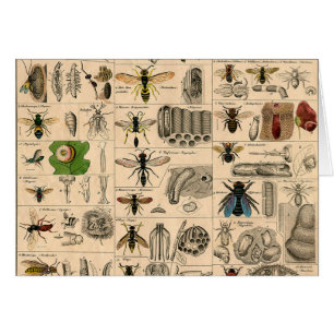 Bee Insect Bug Wasp Naturaleza Abejas Pintura