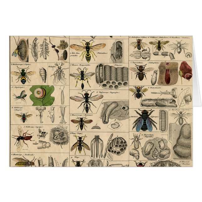 Bee Insect Bug Wasp Naturaleza Abejas Pintura (Anverso (Horizontal))