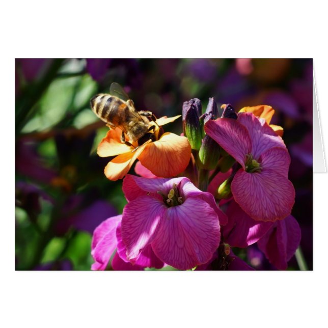 Bee 'n Beauty (Anverso (Horizontal))
