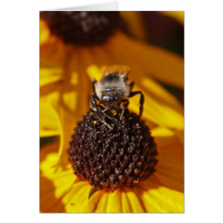 Bee on Black Eyed Susan