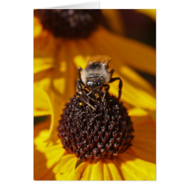 Bee on Black Eyed Susan (Frente)