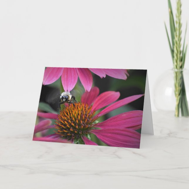 Bee on Coneflower, tarjeta (Anverso)