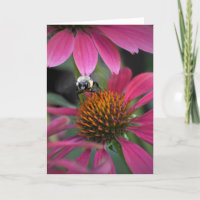 Bee on Coneflower, tarjeta