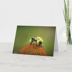 Bee on Coneflower, tarjeta
