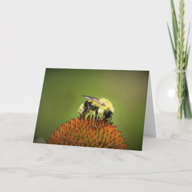 Bee on Coneflower, tarjeta (Anverso)