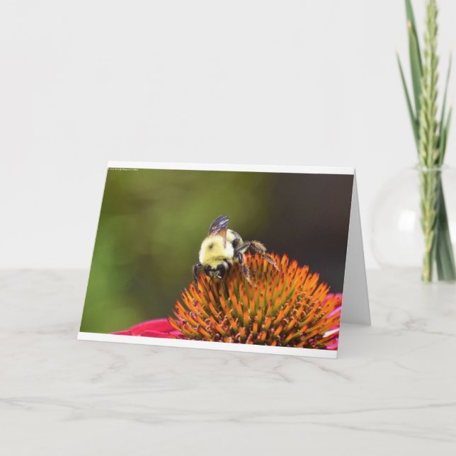 Bee on Coneflower, tarjeta (Anverso)