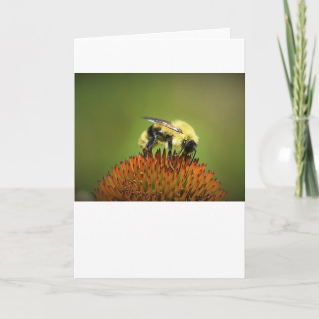 Bee on Coneflower, tarjeta (Anverso)