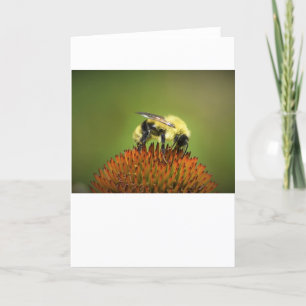 Bee on Coneflower, tarjeta