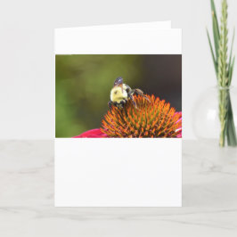 Bee on Coneflower, tarjeta