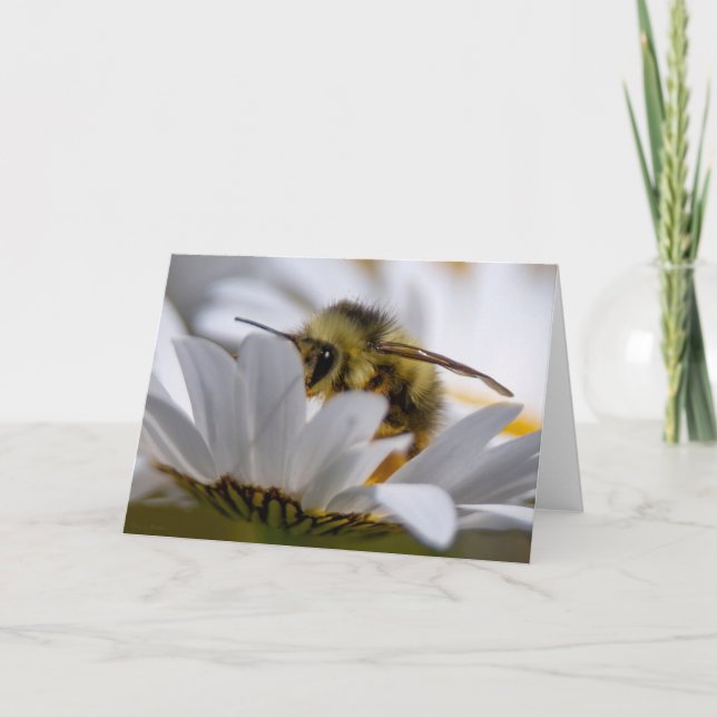 Bee On Daisy - Hermosa Tarjeta De Agradecimiento D (Anverso)