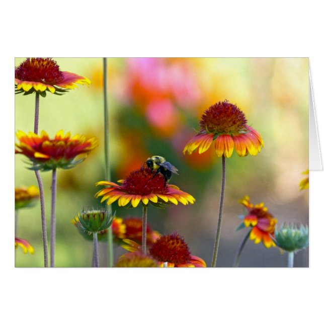 Bee on Gaillardia (Anverso (Horizontal))
