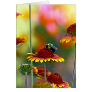 Bee on Gaillardia