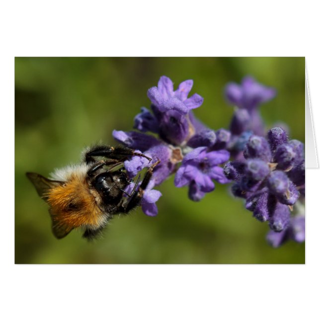 Bee on Lavender (Anverso (Horizontal))