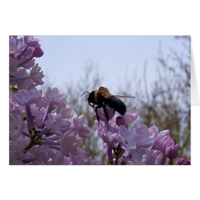 Bee on lilac (Anverso (Horizontal))