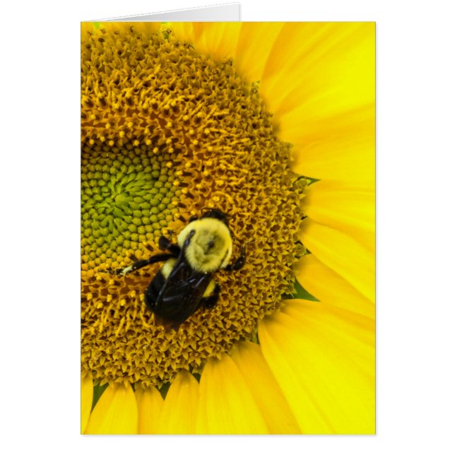 Bee on Sunflower (Frente)