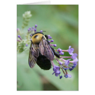 ¡Bee-utiful Bee!