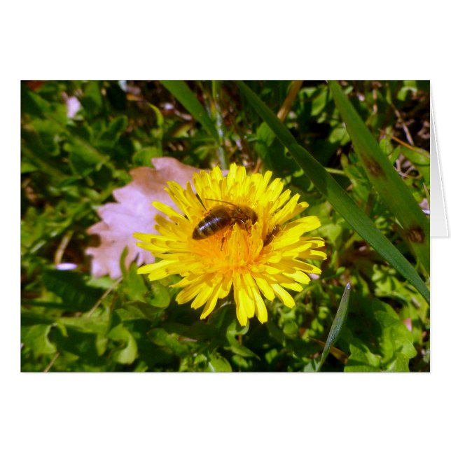 Bee y dandelion (Anverso (Horizontal))