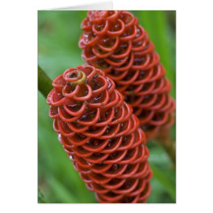 Beehive Ginger, zingiber espectabile),