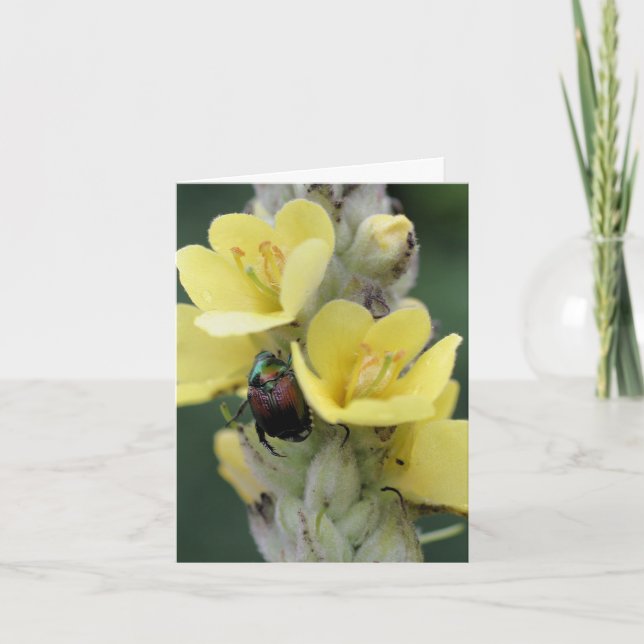 Beetle On Mullein Flower Photography  (Anverso)