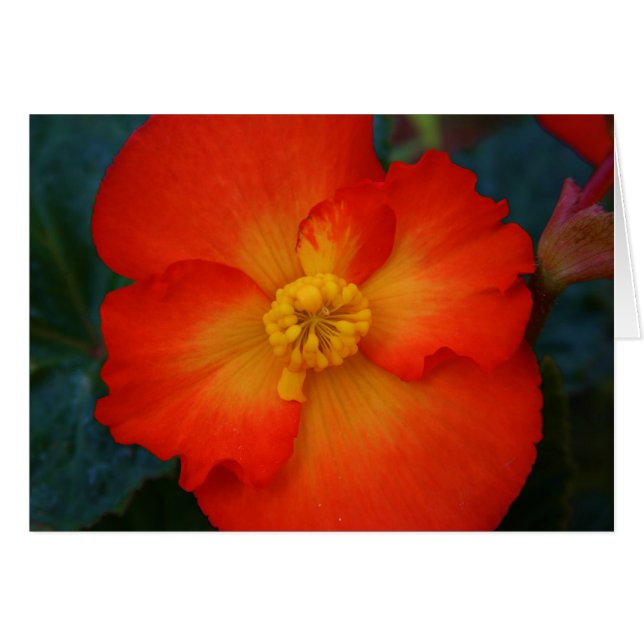 Begonia (Anverso (Horizontal))