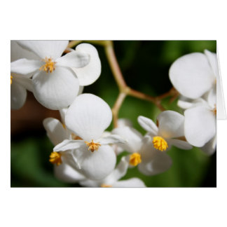 Begonia