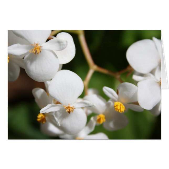 Begonia (Anverso (Horizontal))