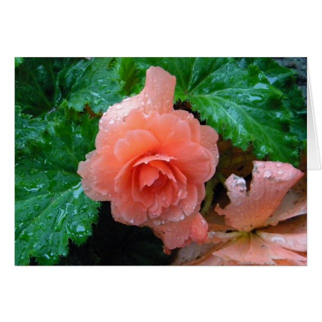 Begonia amelocotonada (Anverso (Horizontal))