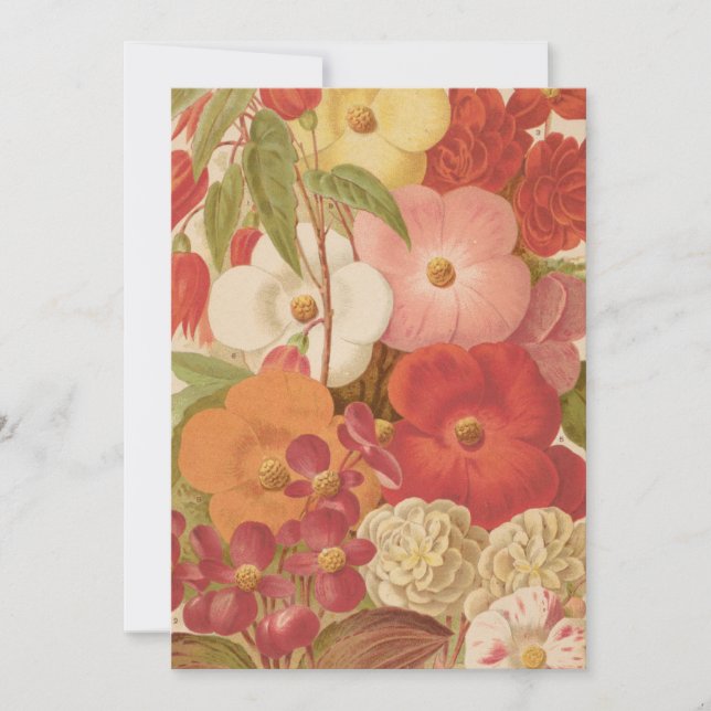 Begonia | George Nicholson (Anverso)