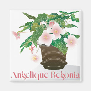 Begonia Imán