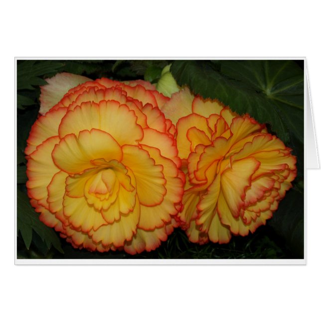 Begonias (Anverso (Horizontal))