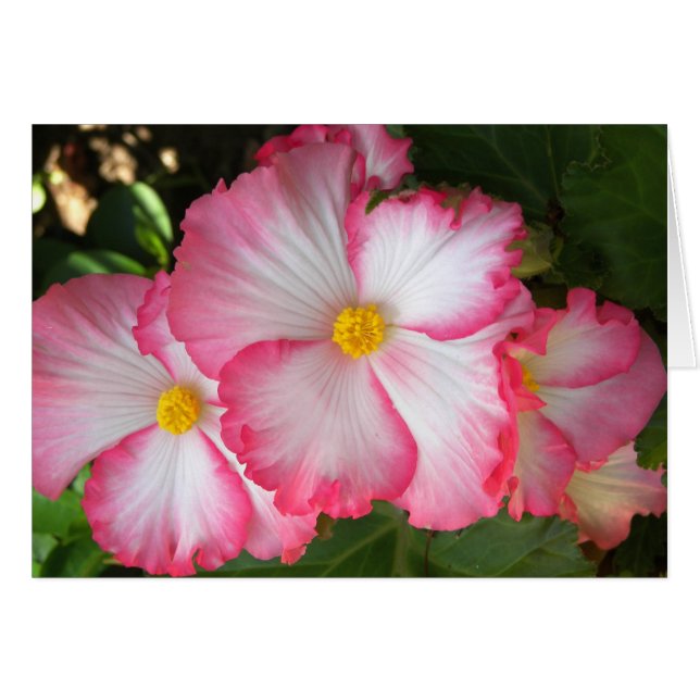 Begonias2 (Anverso (Horizontal))