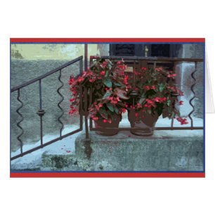 Begonias en Ljubjlana