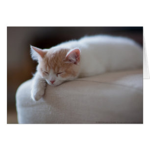 Beige Cansado Y Gatito Blanco