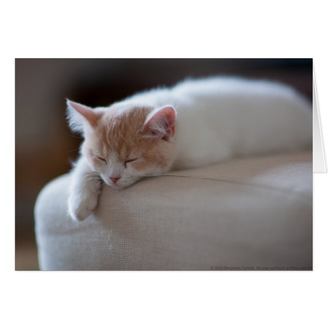 Beige Cansado Y Gatito Blanco (Anverso (Horizontal))