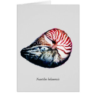 Belauensis del nautilus
