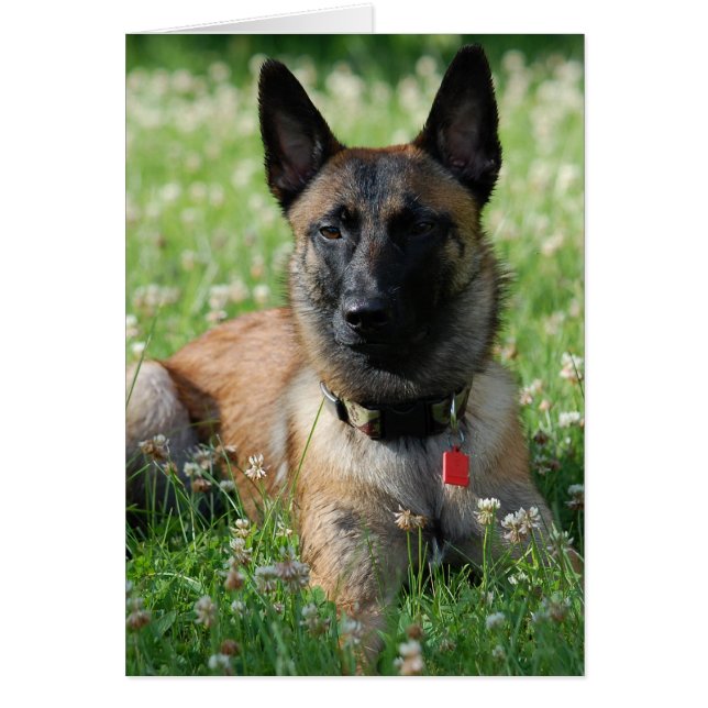 Belga Malinois (Frente)