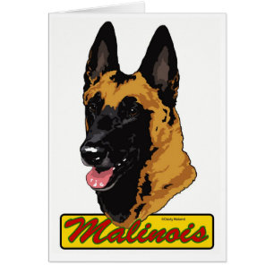 Belga Malinois