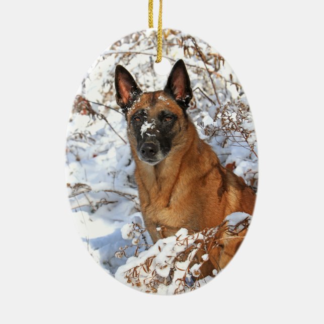 Belga Malinois en el ornamento de la nieve (Atrás)