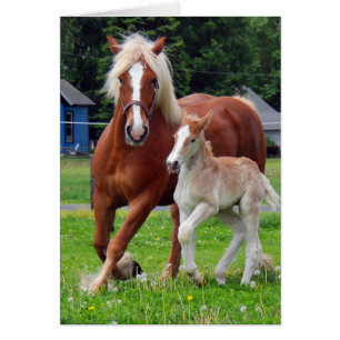 belga Mare y Filly