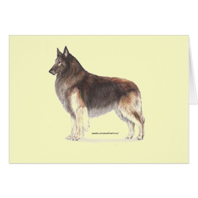 Belgian Tervuren (Anverso (Horizontal))