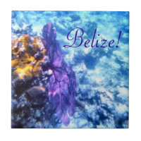 ¡Belice! Teja púrpura de la fan de mar