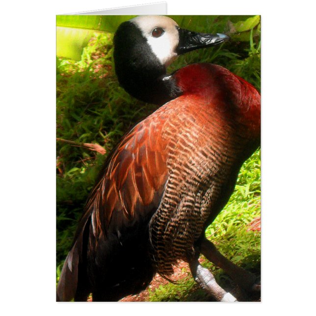 Believe_nal (Frente)