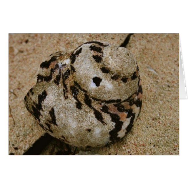 Belize Shell (Anverso (Horizontal))