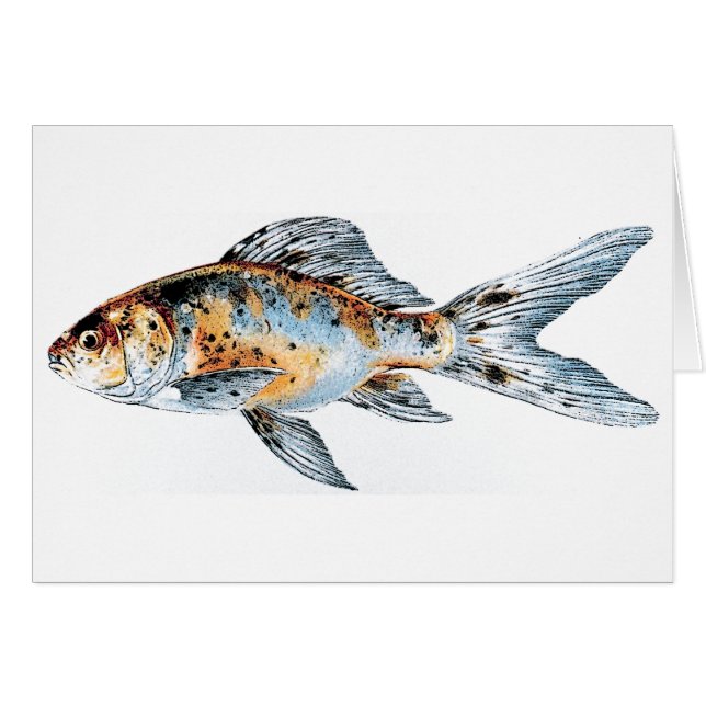Bella Artes Shubunkin de peces dorados azul y Nara (Anverso (Horizontal))